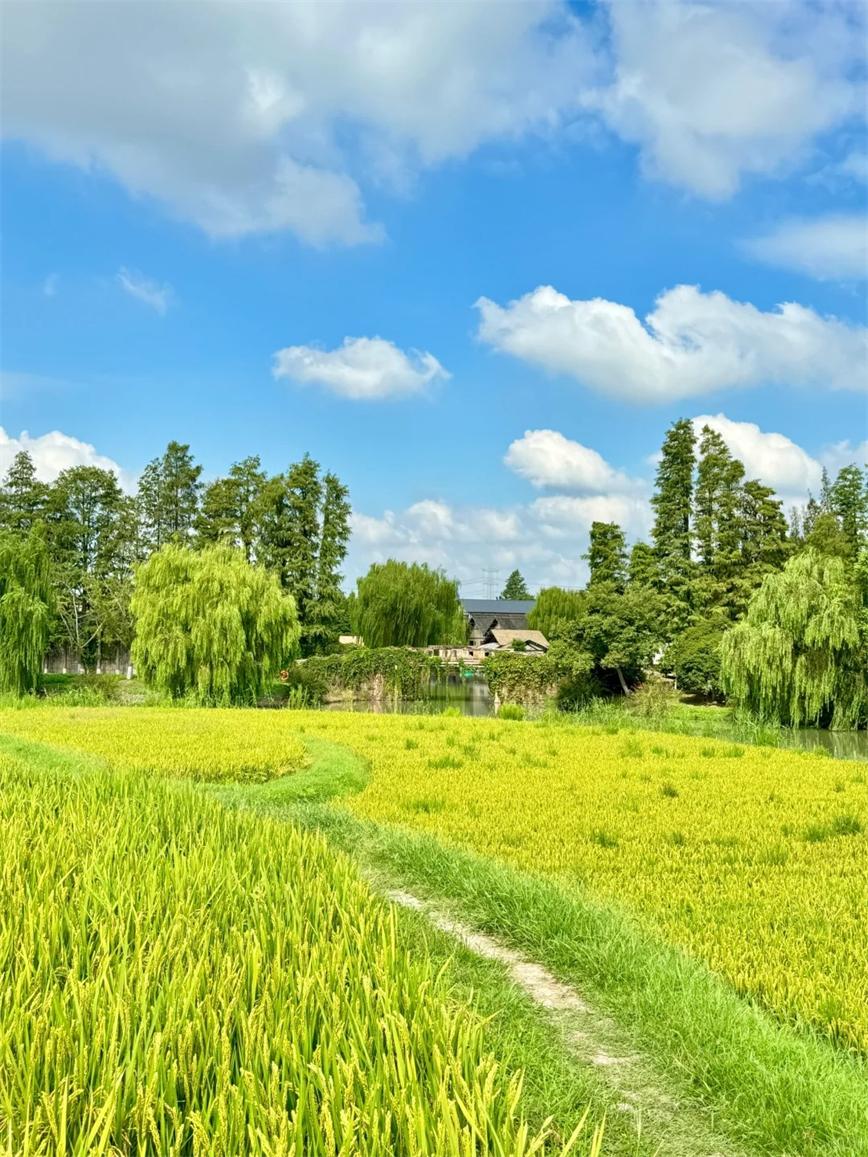 秋天的烏村，堪稱秋日旅行天花板！！_3_烏村Village_來自小紅書網(wǎng)頁版.jpg